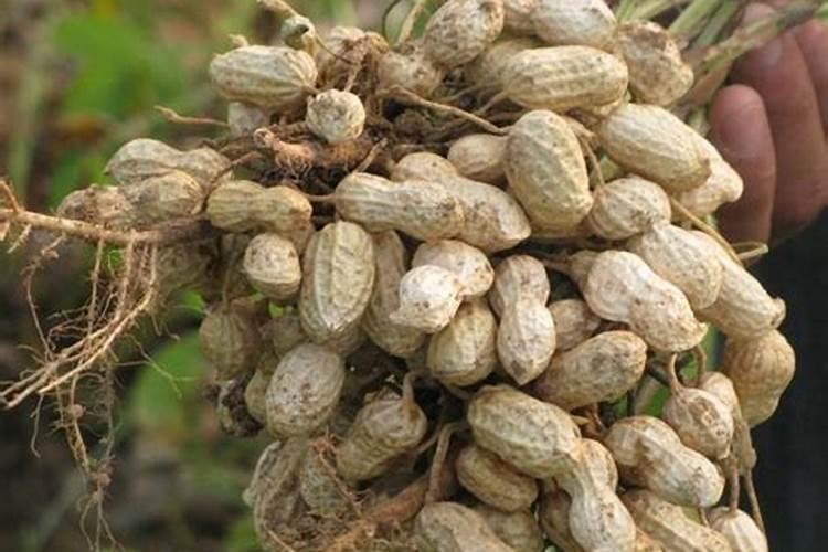 花生喷施硼肥的最佳时间 什么时候喷施最好