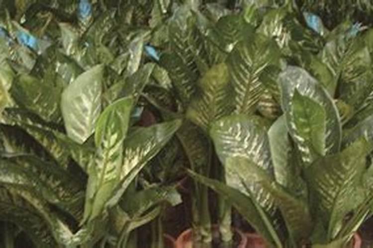 磷肥氮肥钾肥各使用于哪些植物？？