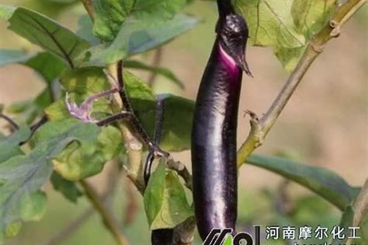 种茄子用什么肥料最好