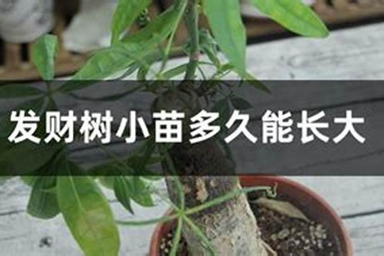 小苗种植多久可以施肥 怎样种养殖昙花小苗