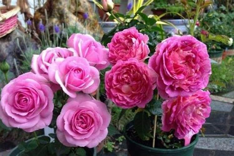 仙客来开花的时候可以施肥吗？