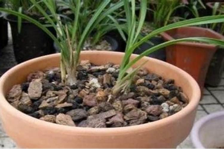 如何用树皮做兰花植料？