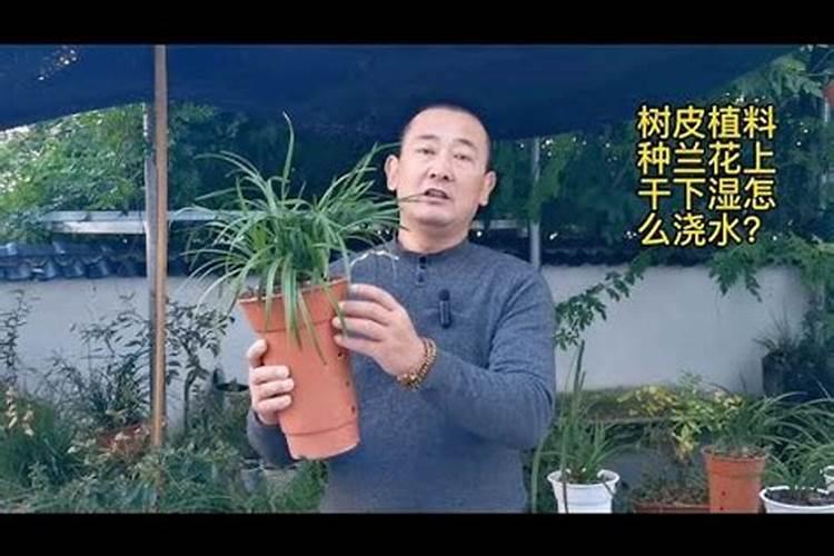 兰花植料经典配方树皮,4种最经典兰花植料配方