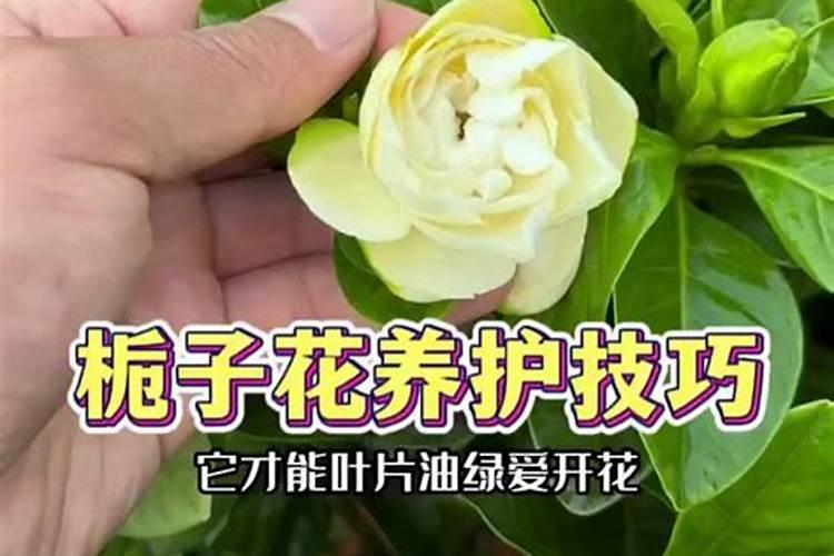 芍药施什么肥最好