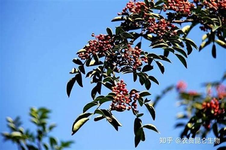 芒果花杆不红打什么药