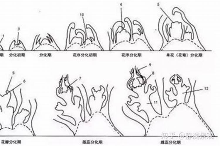 花芽分化用什么叶面肥