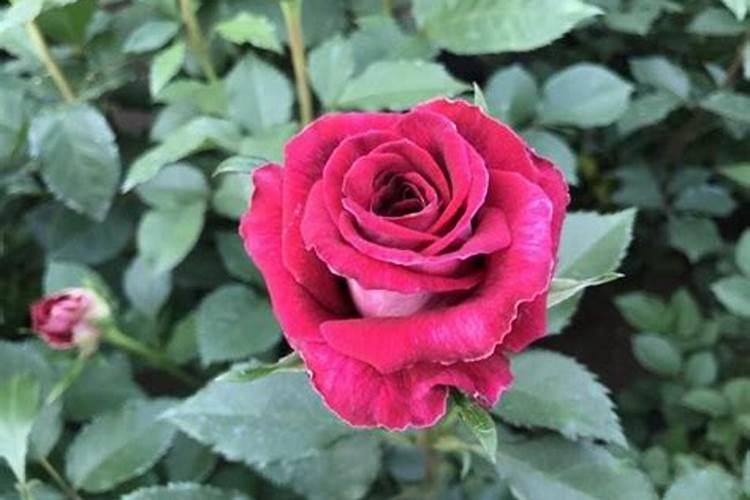 月季春季如何施肥