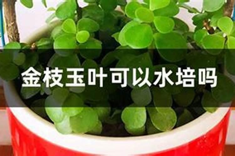金枝玉叶怎么施肥
