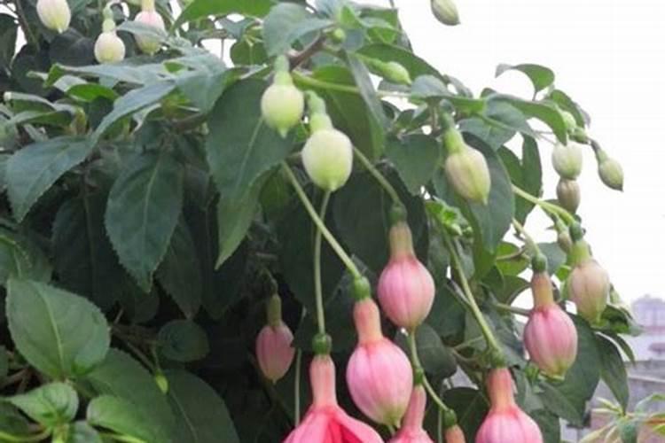 毛灯笼花开花时能施肥吗 毛灯笼花开花时可以施肥吗
