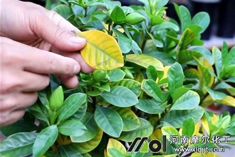 叶面肥的制作方法