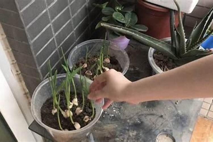 用磷酸二氢钾浇花时,一克磷酸二氢钾要兑多少水？