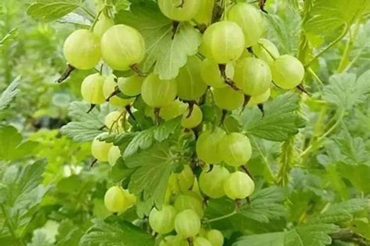 给小果树施肥该用什么肥料才好