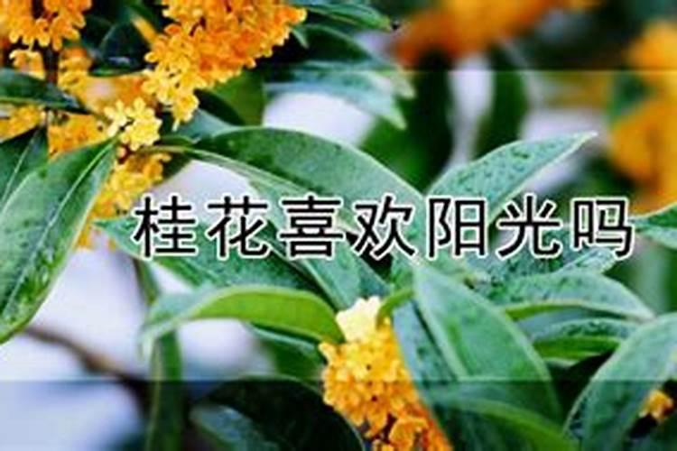 要到桂花的花期了,如何才能让桂花开花少,而且开花时间长呢？百度知 ...
