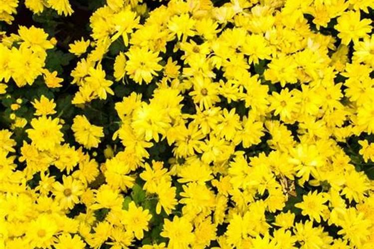 月季裸根地栽种植注意什么 月季裸根地栽种植注意事项
