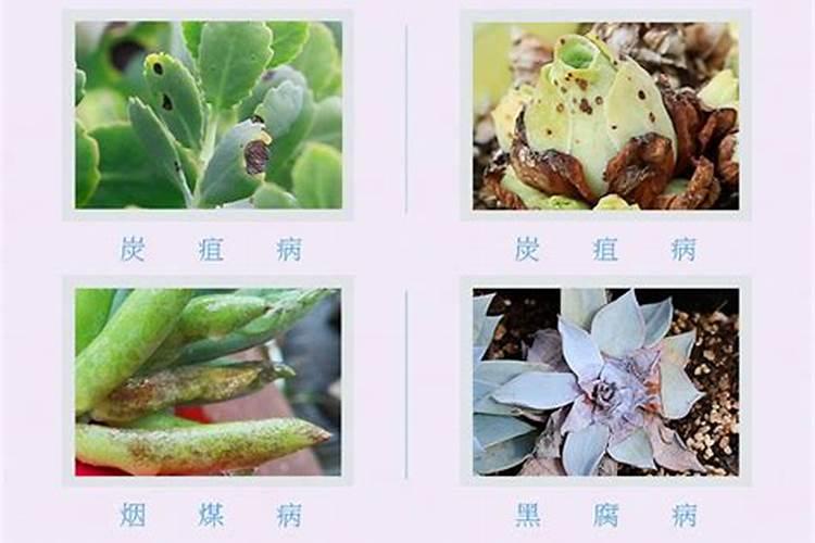 多肉用什么杀菌