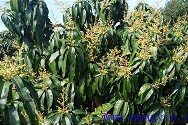芒果树多久施肥一次 最佳施肥时间是几月份