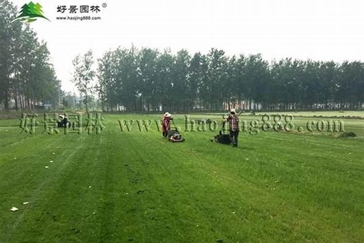 冷季型草坪夏季可以用磷酸二氢钾吗