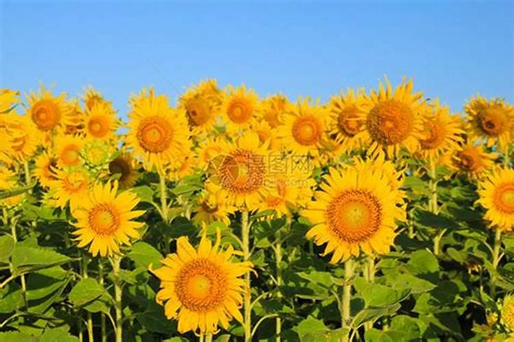 盆栽矮生向日葵花期怎么施肥