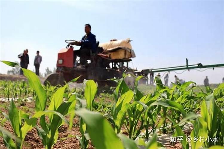 玉米什么时候喷施芸苔素