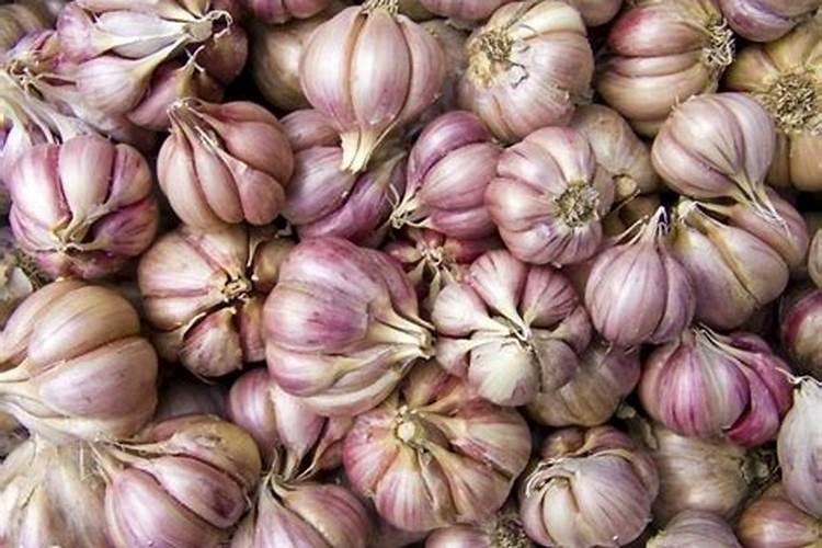 大蒜专用复合肥排名前十的有