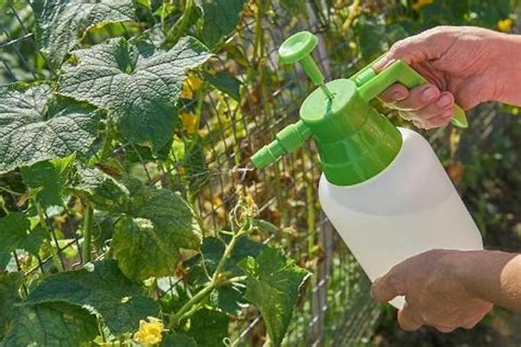 红糖生根最快方法