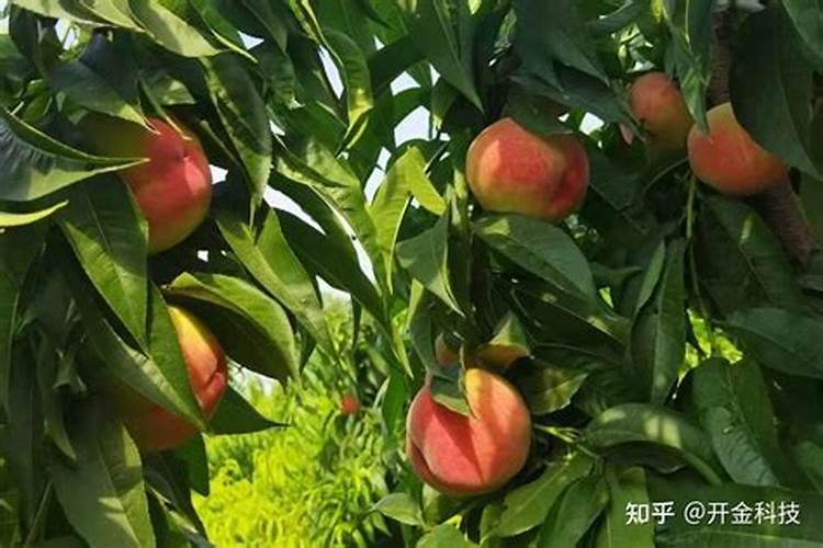 黄泥土适合种植花草黄泥土适合种植哪些花草