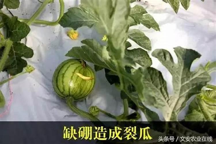 西瓜早衰的原因是什么西瓜早衰怎么解决