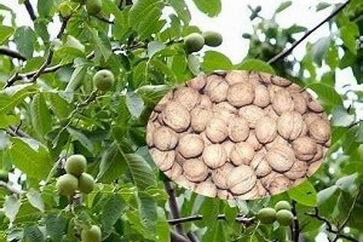 核桃黑斑病用什么杀菌剂最好