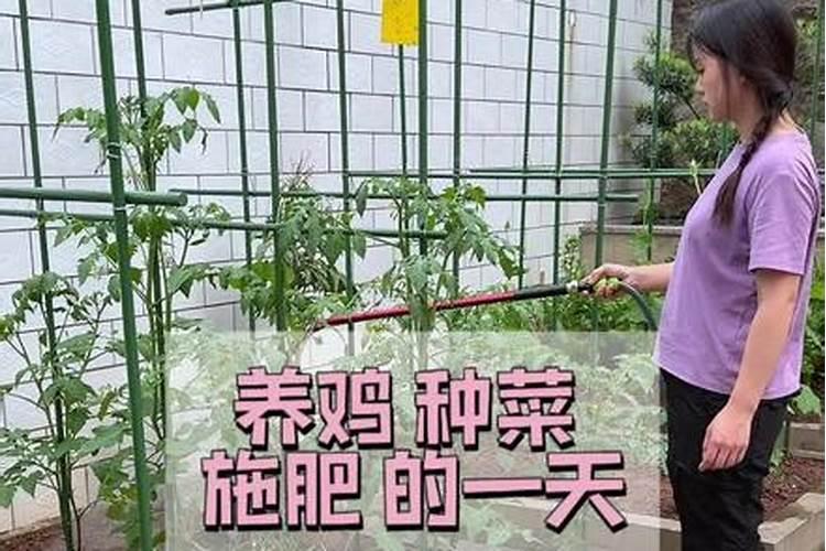 菜饼肥发酵多久才能用