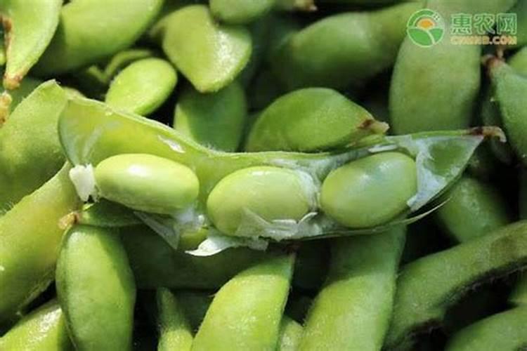 种毛豆用什么土比较好