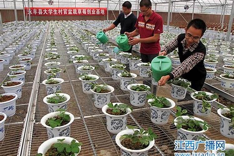 种植草莓用木醋液哪个厂家的好