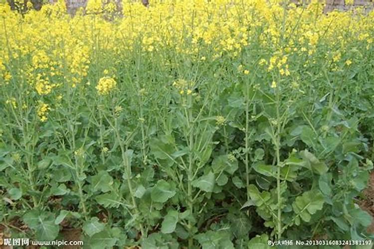 油菜用什么化肥产量高