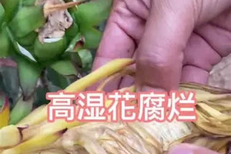 火龙果开花要施什么肥