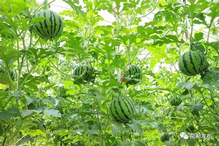大棚西瓜用的冲施肥是多少次性投入还是一次性投入？
