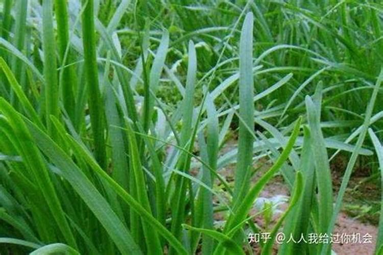 韭菜用什么肥料