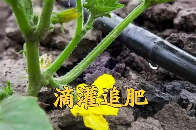 水溶肥的正确使用方法