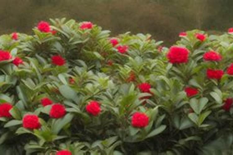 茶花浇什么肥最好