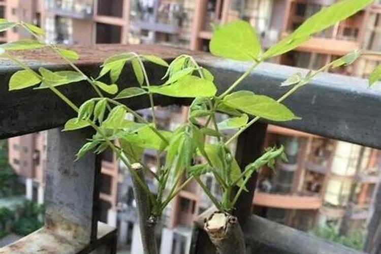 越冬西葫芦早衰喷施什么叶面肥