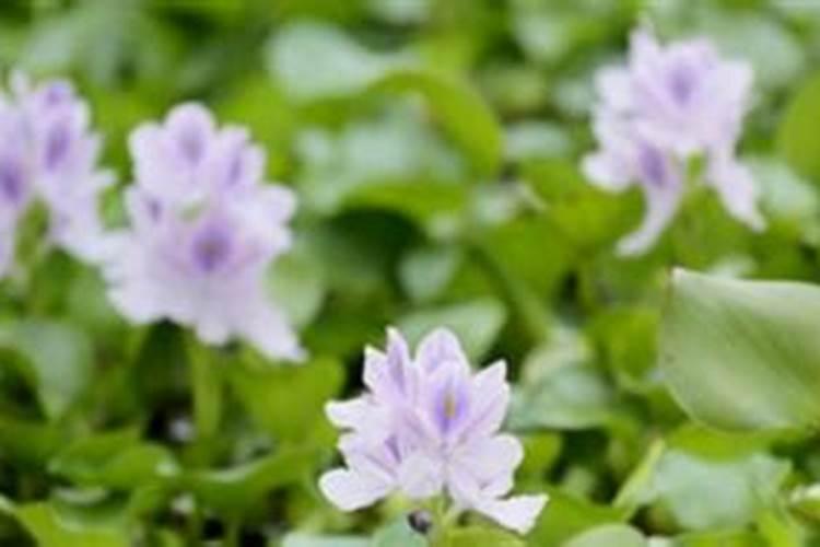 葫芦叶发黄了怎么办？