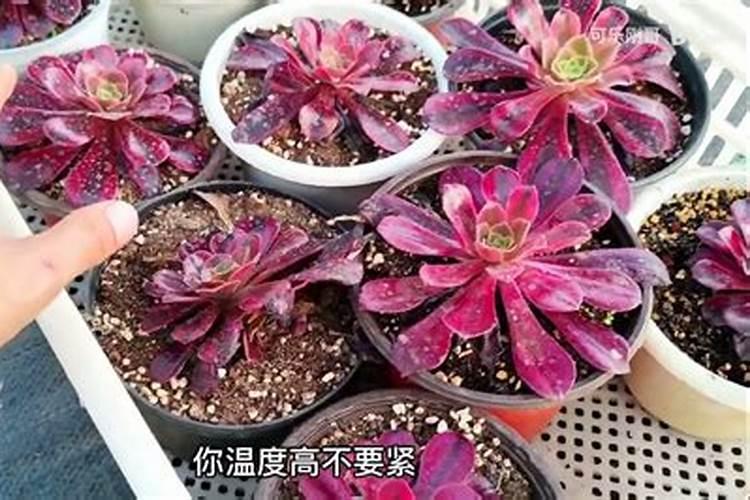 多肉夏天可以施肥吗 用什么肥料比较好