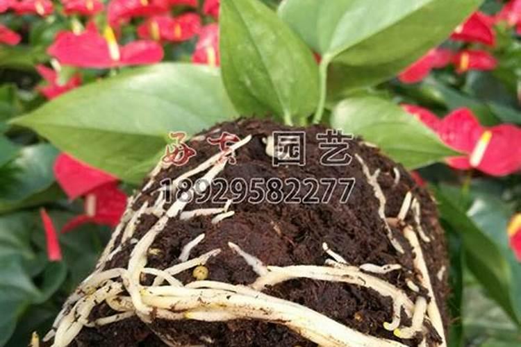 沙漠玫瑰开完花如何复壮工作
