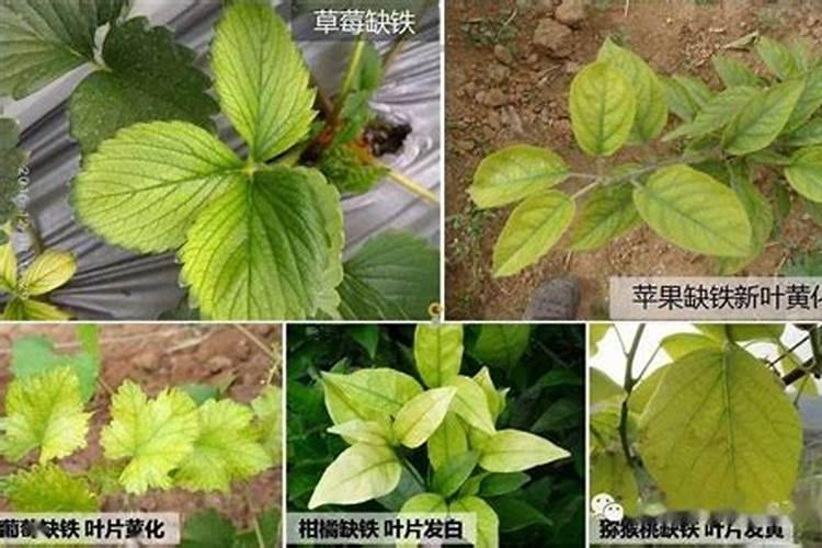 钙镁硼锌铁叶面肥啥时用最好