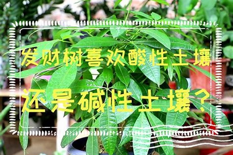 发财树喜肥吗 喜欢施什么肥料