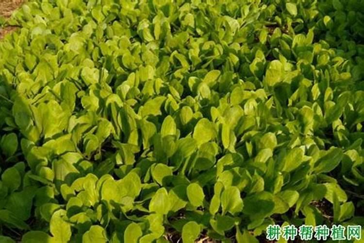 种植莴笋提高产量的施肥技巧有哪些 莴笋怎么养殖