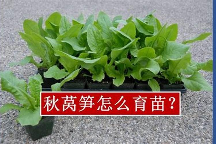 莴笋怎么施肥莴笋施肥规律