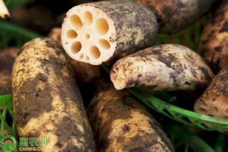 莲藕怎么种植简单方法,四个步骤种出粗壮的莲藕