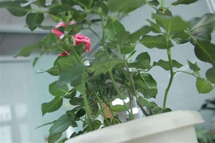 月季施什么肥开花最好