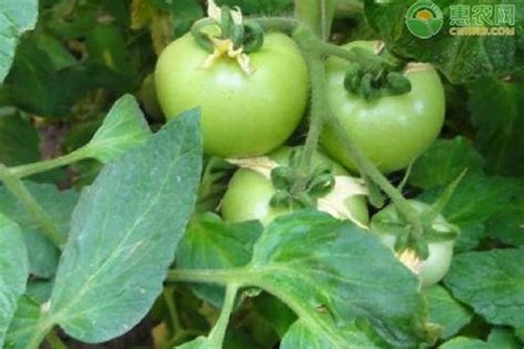西红柿怎么种植和管理