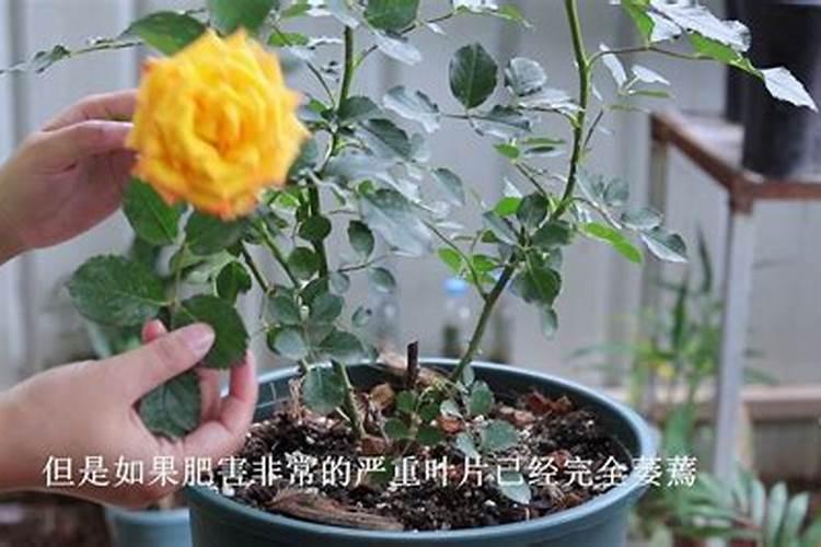 藤本月季怎么施肥,幼期氮肥为主生长期追施复合肥