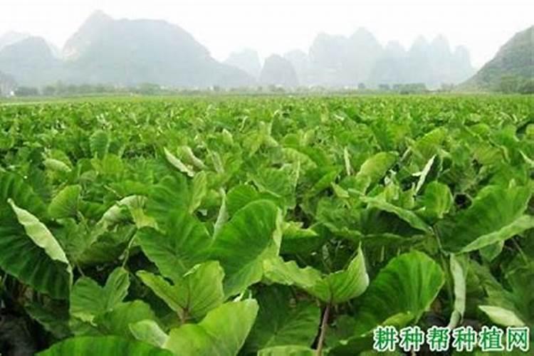 芋头是四季常青的吗？